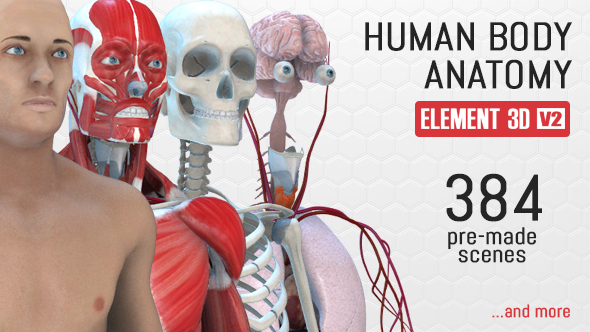 human-body-anatomy-preview